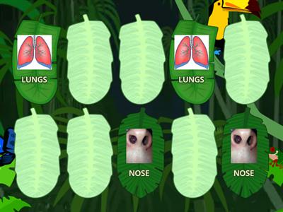 RESPIRATORY SYSTEM