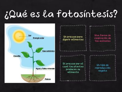 Brebe cuestionario sobre fotosíntesis