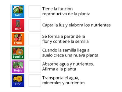 Partes de la planta