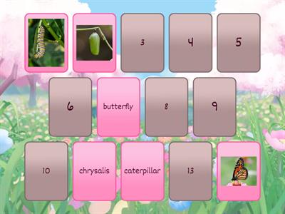 The life cycle of a butterfly (memo)