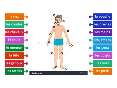 Les parties du corps