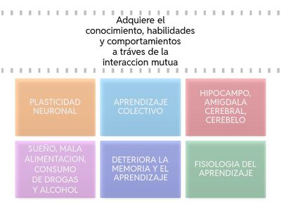 FISIOLOGÍA DEL APRENDIZAJE 