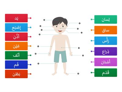 Arapça 6 (Evrensel)   أعضاء الجسم