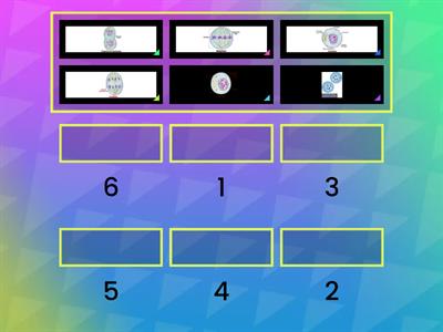 Drag the phases of mitosis to put them in the correct order, 1-6.