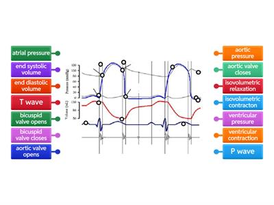Cardiac Cycle