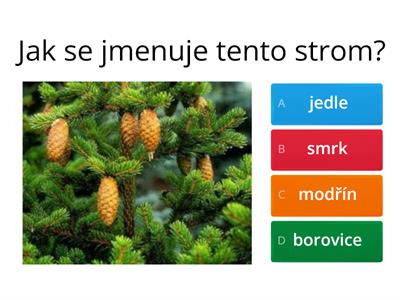  Stromy a keře - kvíz