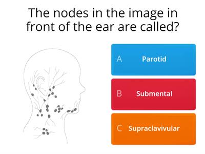 Anatomy of the face 