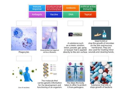 Unit 2:  The immune system response keywords