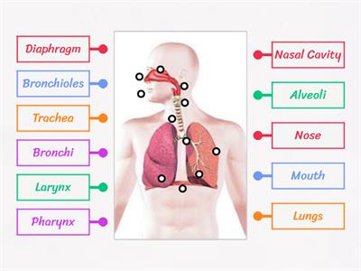 Label the Respiratory System