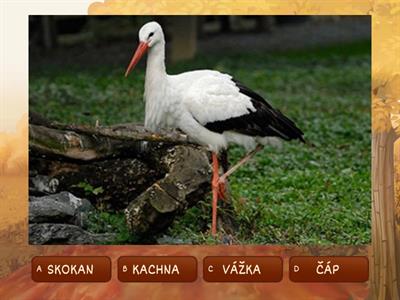 RYBNÍK - prvouka - KVÍZ