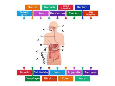 The human digestive system