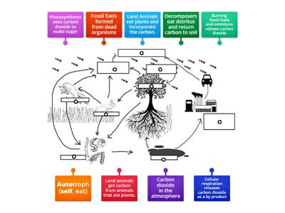 The Carbon Cycle