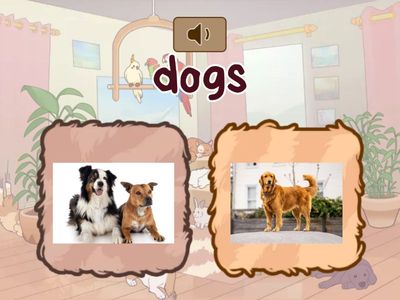 UNIT 3 : pet show (singular or plural)