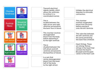 Heart structures and functions