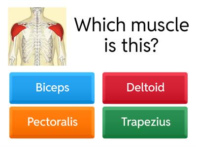 Muscle Revision Quiz