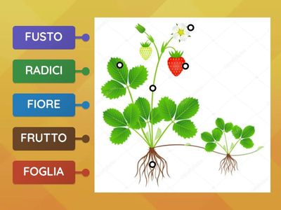 LE PARTI DELLA PIANTA