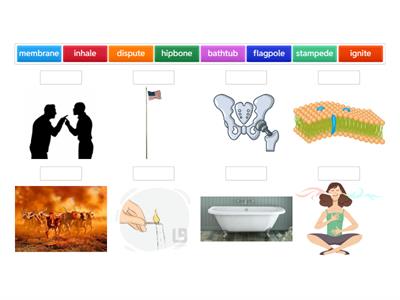  VCCV reptile Vocab s4