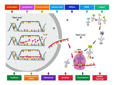 Protein Synthesis Labeling