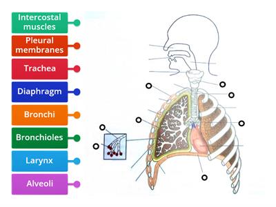 HSCare Unit 4 - respiratory system