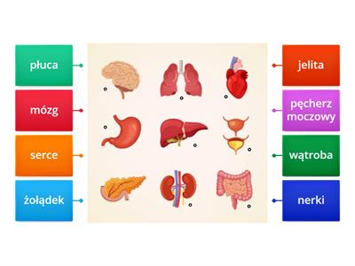 Narządy wewnętrzne