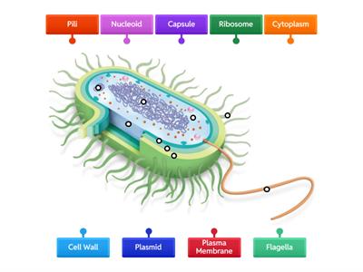 Label the Diagram: Prokaryotes