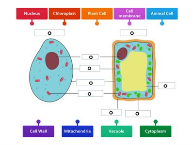 Plant and Animal Cell GCSE Recap