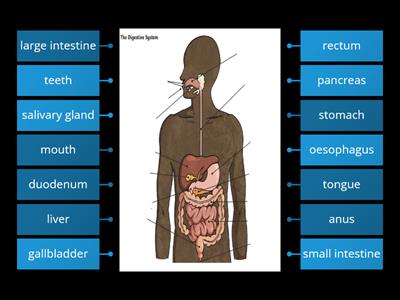 Year 4 Teeth & Digestive System Diagram - Key Knowledge