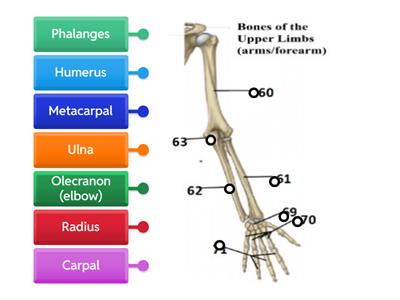 Arm labelling skeletal system Anatomy and Physiology