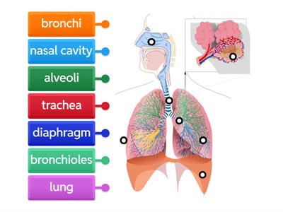 Respiratory system