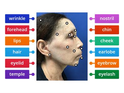 parts of the face