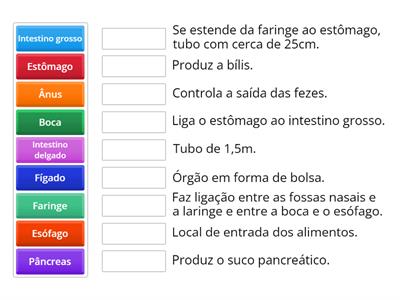 Orgãos do sistema digestivo