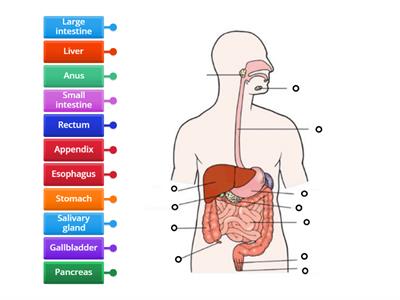 The digestive system 
