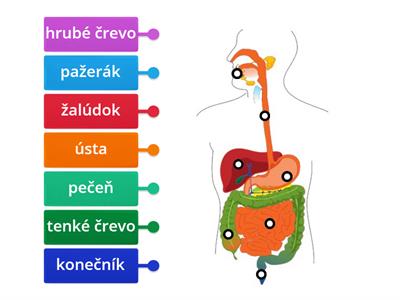 Tráviaca sústava