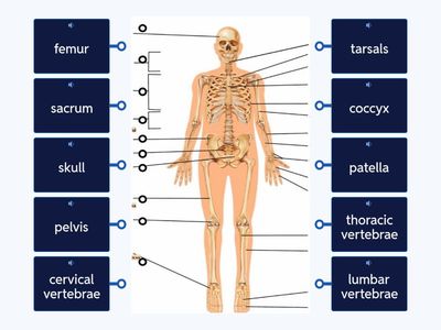 The Skeletal System 1