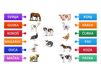 DOMAĆE ŽIVOTINJE - PRVI RAZRED