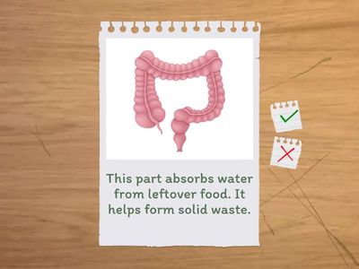 SP3_W46_Digestive System Trivia 