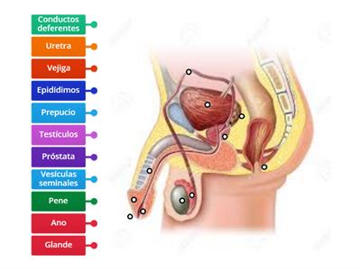  Anatomía del aparato reproductor masculino