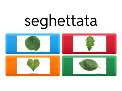 Il margine delle foglie