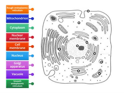 Diagram of an animal cell (level 1) [Pure Bio]