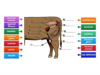 Bull reproductive system