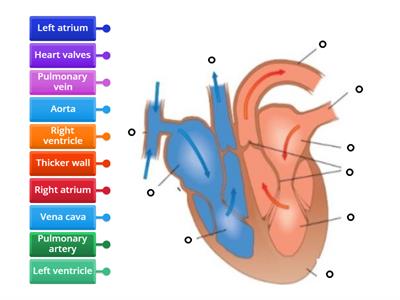 Structure of Heart