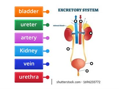 Urinary System
