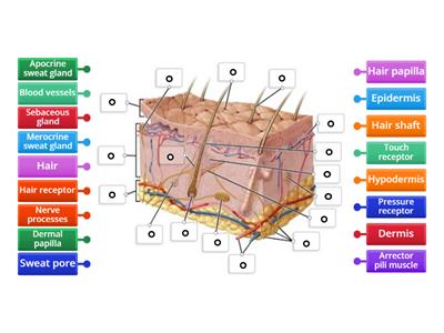 Label the skin diagram