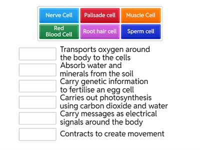 KS3 Specialised Cell Functions