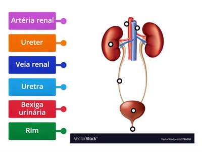 Sistema urinário 