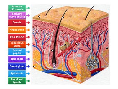 Skin Anatomy