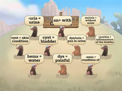 Urinary System Medical Terminology