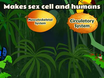 Functions of Human Body Systems