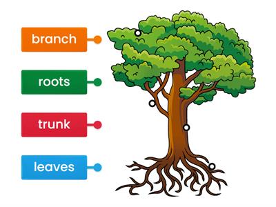 Parts of a Tree