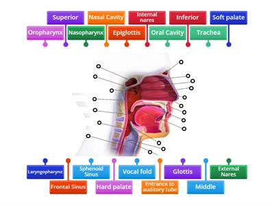 Parts of Respiratory System: Upper